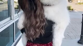 Five years of carrying this pup in fun places! Where should I carry him next? #dog #samoyed