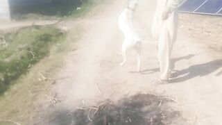 Hi is my dog