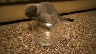 cat in a fish bowl
