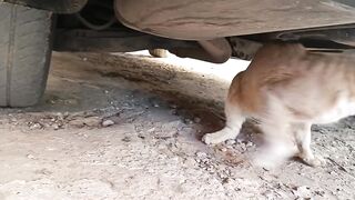 A stray cat asked me to accompany him to his residence and where he lives on the street