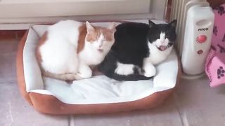 Synchronized Cats