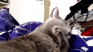 My cat forgets her tongue out