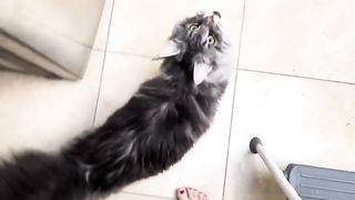 Yeti Talking