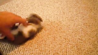 Scottish Fold munchkin