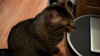 Cat meows and yawns at the same time