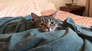 Cat in a Heated Blanket