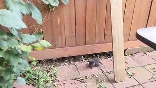 Stray kittens invaded my backyard