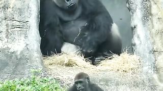 Big Gorilla Entry Viral Video