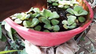 Water Plants