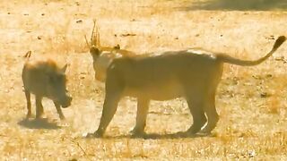Wildlife
