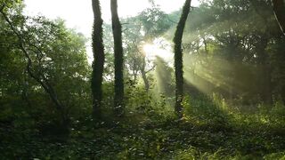Tree Forest
