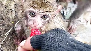 Baby monkey