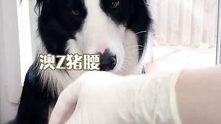 Do you have the same kind of dog