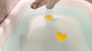 How good can a kitten be in a bath