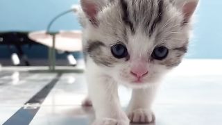 Little cat Peter will go away, I guess in the days to come, when the mother is super broken heart