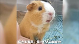 The most popular small pet (complete set), which one will you choose to keep