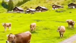 Top_5_beautiful_places___You_must_Visit_Kashmir#travel_#kashmir_#short_#vlog