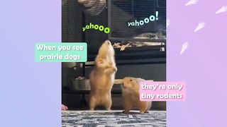 Three Prairie Dogs Do Everything To Gets a Piece of Attention _ Cuddle Buddies.