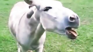 kashmiri_jokes_