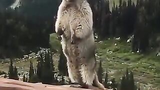 kashmiri_rantas_was_found_in_pahalgam