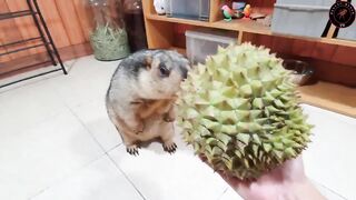 marmot funny first experience durian