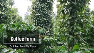 Coffee farm