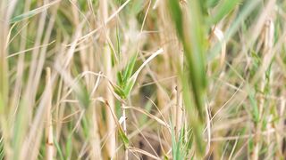 Dry grass