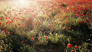 Poppy Field