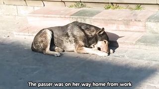 Rescue a Stray Dog with Bone stuck in the Mouth.
