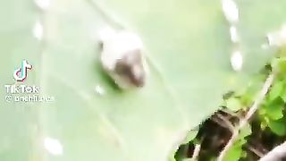 Be careful with this insects