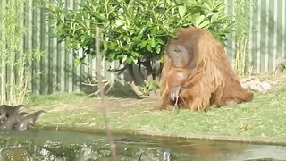 Otters and Orangutan at the zoo.