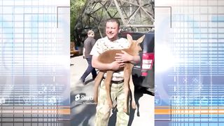 В Новосибирской области лосенок прибился к стаду коров