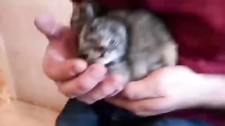 Жители Бурятии нашли краснокнижных котят манула.