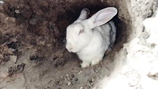 The rabbit in the cave