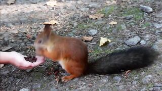 Hand Feeding a wild Red Squirrel with nuts!.