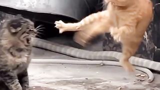 Любителям кошек котят котов, смешные животные, лучшая нарезка про кошек