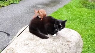 Cat Adopt Rescued Baby Squirrel That Fell From Tree And Raised Him