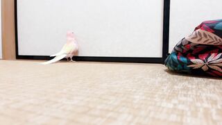 走るピンクの鳥。アキクサイン