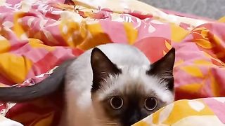 #коте#время поскакух#ладушка.
