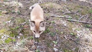ВОТ ЭТО СХОДИЛИ ЗА ГРИБАМИ! Поехали в лес за грибами лисичками, а нашли маленько