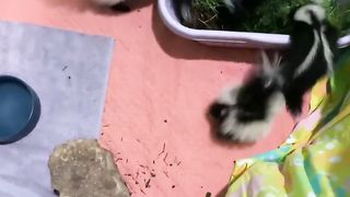 We Love Baby Skunks