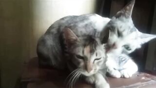 Starting from the affection of the mother cat ended in a quarrel with her child