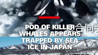 A pod of at least 10 killer whales appears to be trapped by sea ice off Japan's northern island of Hokkaido, according to public broadcaster NHK.