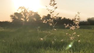 Natureza