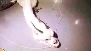 10 КИТАЙСКИХ ДРАКОНОВ СНЯТЫХ НА КАМЕРУ.