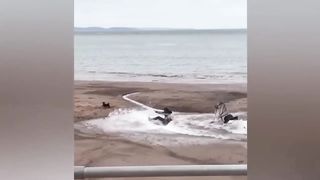 Best Funny Videos
