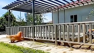 funny videos of Pja