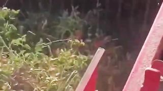 Tomato harvesting.