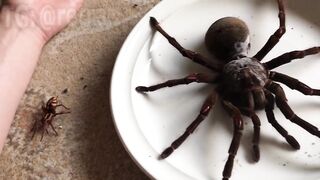 What size are spiders