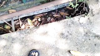 Penyelamatan kitten ‼️Anak kucing ini menangis minta tolong